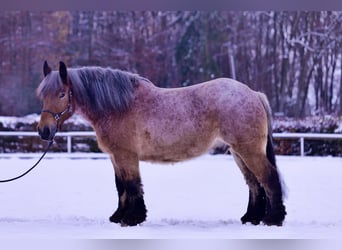 Altri cavalli a sangue freddo, Castrone, 9 Anni, 165 cm, Baio