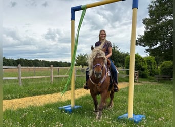 Altri cavalli a sangue freddo, Giumenta, 10 Anni, 154 cm, Sauro scuro