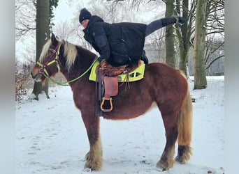 Altri cavalli a sangue freddo, Giumenta, 10 Anni, 155 cm, Sauro