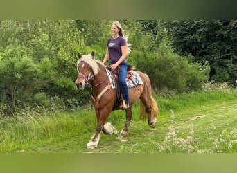 Altri cavalli a sangue freddo, Giumenta, 10 Anni, 155 cm, Sauro scuro
