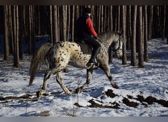 Altri cavalli a sangue freddo Mix, Giumenta, 10 Anni, 162 cm, Leopard