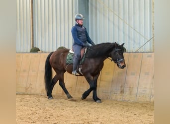 Altri cavalli a sangue freddo, Giumenta, 11 Anni, 160 cm, Baio