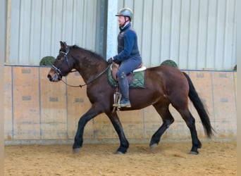 Altri cavalli a sangue freddo, Giumenta, 11 Anni, 160 cm, Baio