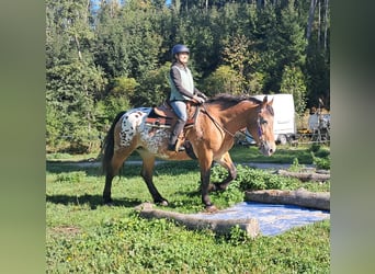 Altri cavalli a sangue freddo, Giumenta, 11 Anni, 163 cm, Leopard