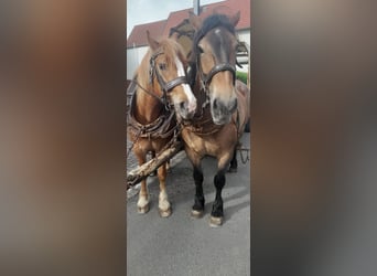 Altri cavalli a sangue freddo Mix, Giumenta, 11 Anni, Falbo baio