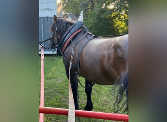 Altri cavalli a sangue freddo Mix, Giumenta, 11 Anni, Falbo baio