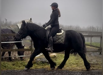 Altri cavalli a sangue freddo Mix, Giumenta, 12 Anni, 150 cm, Morello