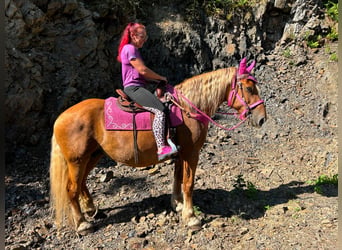 Altri cavalli a sangue freddo, Giumenta, 12 Anni, 163 cm, Sauro