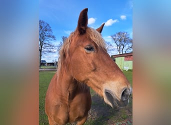 Altri cavalli a sangue freddo, Giumenta, 13 Anni, 150 cm