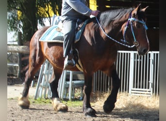 Altri cavalli a sangue freddo, Giumenta, 13 Anni, 160 cm, Baio