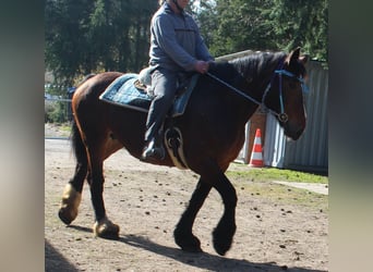 Altri cavalli a sangue freddo, Giumenta, 13 Anni, 160 cm, Baio