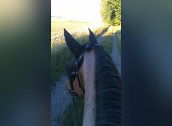 Altri cavalli a sangue freddo Mix, Giumenta, 13 Anni, 165 cm, Baio roano