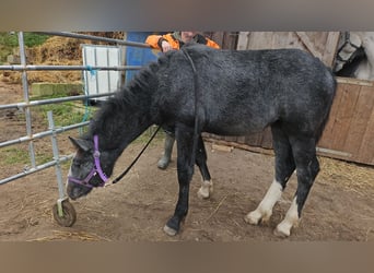 Altri cavalli a sangue freddo Mix, Giumenta, 1 Anno, 140 cm, Può diventare grigio