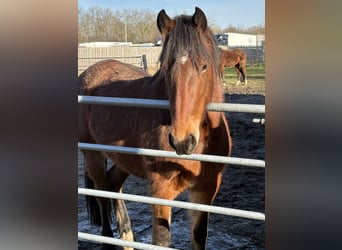 Altri cavalli a sangue freddo Mix, Giumenta, 2 Anni, 145 cm, Baio scuro