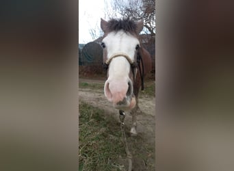 Altri cavalli a sangue freddo Mix, Giumenta, 2 Anni, 150 cm, Falbo baio
