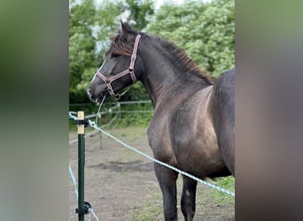 Altri cavalli a sangue freddo, Giumenta, 2 Anni, 158 cm, Baio nero