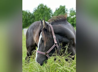 Altri cavalli a sangue freddo, Giumenta, 2 Anni, 158 cm, Baio nero