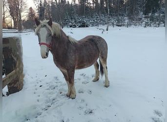 Altri cavalli a sangue freddo, Giumenta, 2 Anni, Grigio rossastro