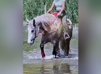 Altri cavalli a sangue freddo, Giumenta, 3 Anni, 154 cm, Grigio pezzato