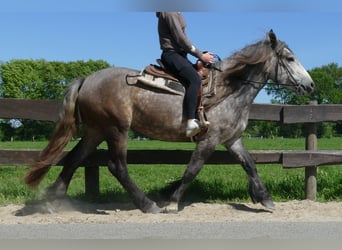Altri cavalli a sangue freddo, Giumenta, 3 Anni, 161 cm, Grigio