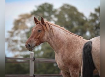 Altri cavalli a sangue freddo, Giumenta, 4 Anni, 152 cm, Roano rosso
