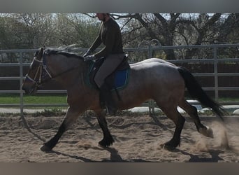 Altri cavalli a sangue freddo, Giumenta, 4 Anni, 155 cm, Falbo baio