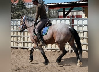 Altri cavalli a sangue freddo, Giumenta, 4 Anni, 155 cm, Falbo baio