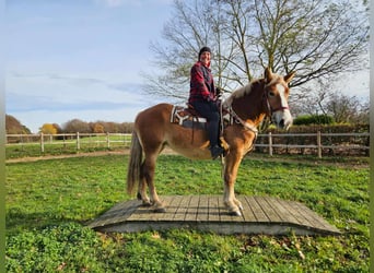 Altri cavalli a sangue freddo, Giumenta, 4 Anni, 158 cm, Sauro
