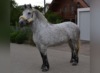 Altri cavalli a sangue freddo, Giumenta, 6 Anni, 156 cm, Grigio pezzato