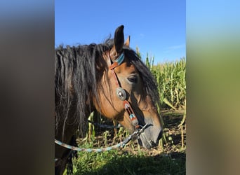Altri cavalli a sangue freddo, Giumenta, 7 Anni, 154 cm, Baio