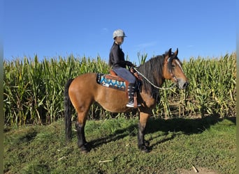 Altri cavalli a sangue freddo, Giumenta, 7 Anni, 154 cm, Baio