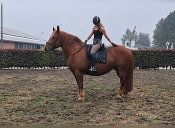 Altri cavalli a sangue freddo, Giumenta, 7 Anni, 157 cm, Sauro ciliegia