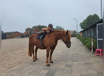 Altri cavalli a sangue freddo, Giumenta, 7 Anni, 157 cm, Sauro ciliegia