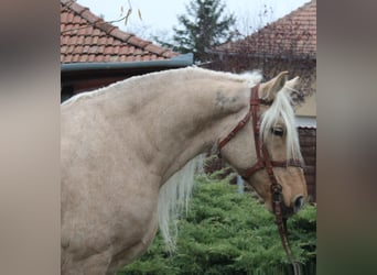 Altri cavalli a sangue freddo, Giumenta, 8 Anni, 163 cm, Palomino