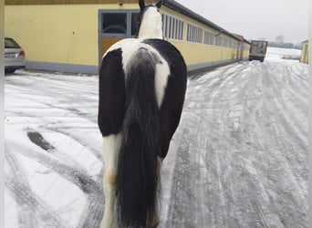 Altri cavalli a sangue freddo, Giumenta, 9 Anni, 162 cm, Pezzato