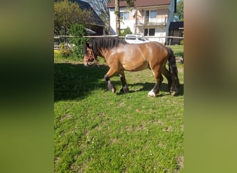 Altri cavalli a sangue freddo, Stallone, 2 Anni, 154 cm, Baio