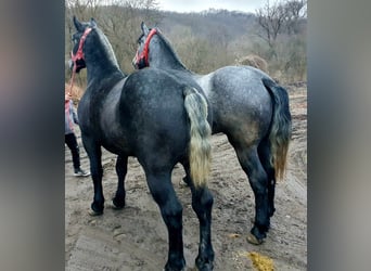 Altri cavalli a sangue freddo, Stallone, 3 Anni, 170 cm, Grigio