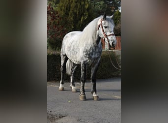 Altri cavalli a sangue freddo, Stallone, 5 Anni, 169 cm, Grigio
