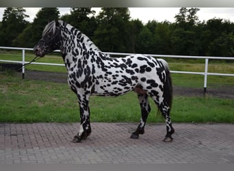 Altri cavalli a sangue freddo Mix, Stallone, 6 Anni, 158 cm, Leopard