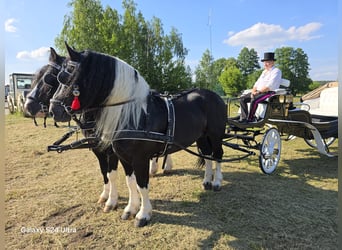 Altri cavalli a sangue freddo, Stallone, 7 Anni, 165 cm, Pezzato