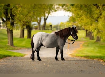 Altri pony/cavalli di piccola taglia, Castrone, 10 Anni, 102 cm, Roano blu
