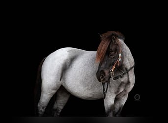 Altri pony/cavalli di piccola taglia, Castrone, 10 Anni, 102 cm, Roano blu