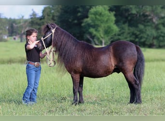 Altri pony/cavalli di piccola taglia, Castrone, 10 Anni, 104 cm, Morello