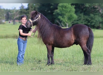 Altri pony/cavalli di piccola taglia, Castrone, 10 Anni, 104 cm, Morello