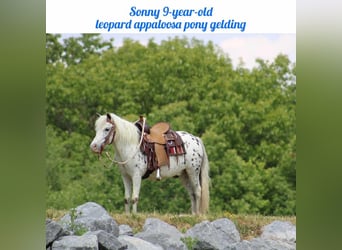Altri pony/cavalli di piccola taglia, Castrone, 10 Anni, 112 cm, Bianco
