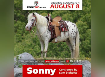 Altri pony/cavalli di piccola taglia, Castrone, 10 Anni, 112 cm, Bianco