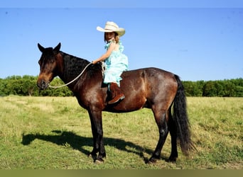 Altri pony/cavalli di piccola taglia, Castrone, 10 Anni, 117 cm, Baio roano