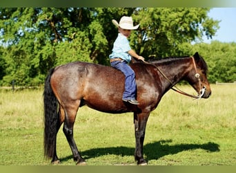 Altri pony/cavalli di piccola taglia, Castrone, 10 Anni, 117 cm, Baio roano