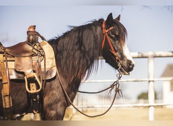 Altri pony/cavalli di piccola taglia, Castrone, 10 Anni, 122 cm, Morello