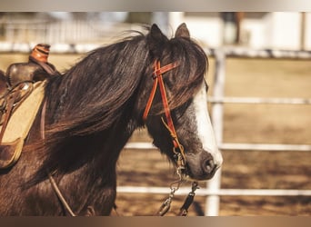 Altri pony/cavalli di piccola taglia, Castrone, 10 Anni, 122 cm, Morello